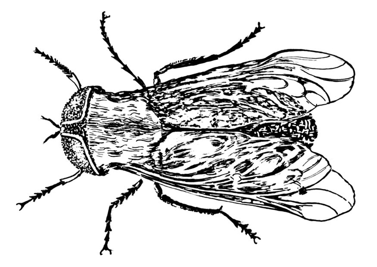 Malvorlage  Pferdefliege