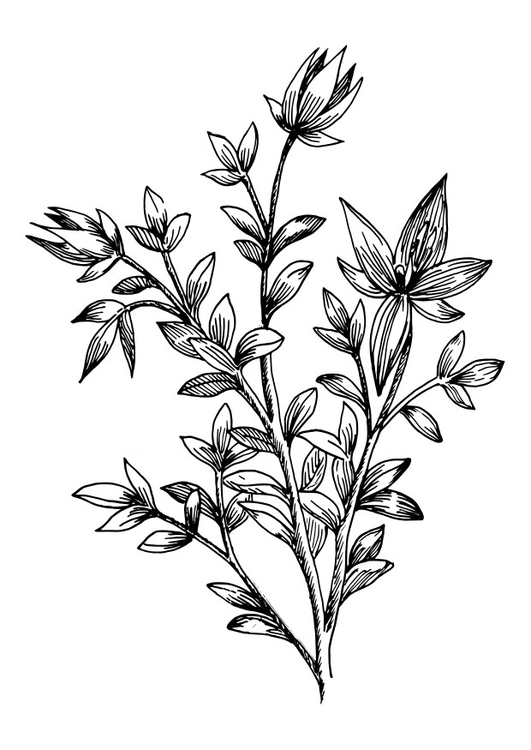 Malvorlage  Ratanhia