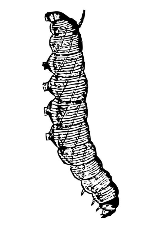Raupe
