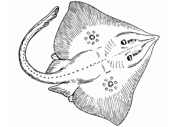 Malvorlage  Rochen