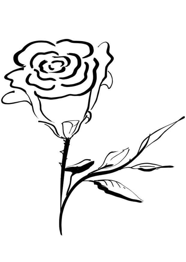 Malvorlage  Rose