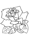 Malvorlage  Rose