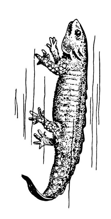 Salamander