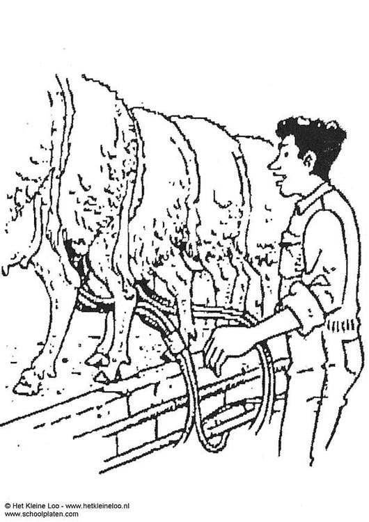 Schafe melken