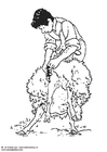 Malvorlagen Schafe scheren