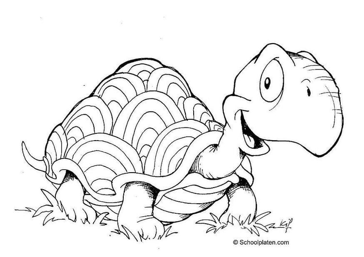 malvorlage schildkröte  kostenlose ausmalbilder zum
