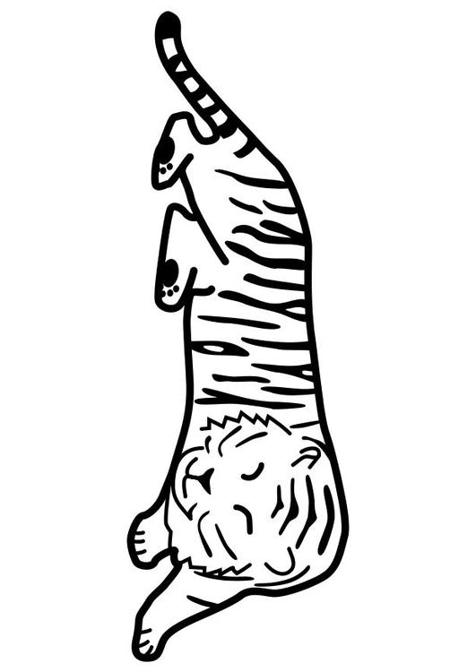 schlafender Tiger