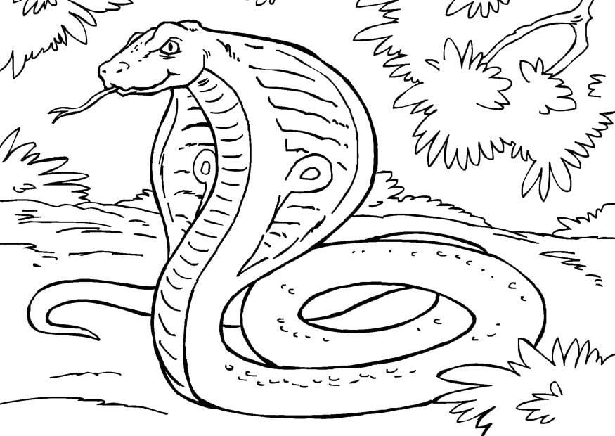 Malvorlage  Schlange - Kobra