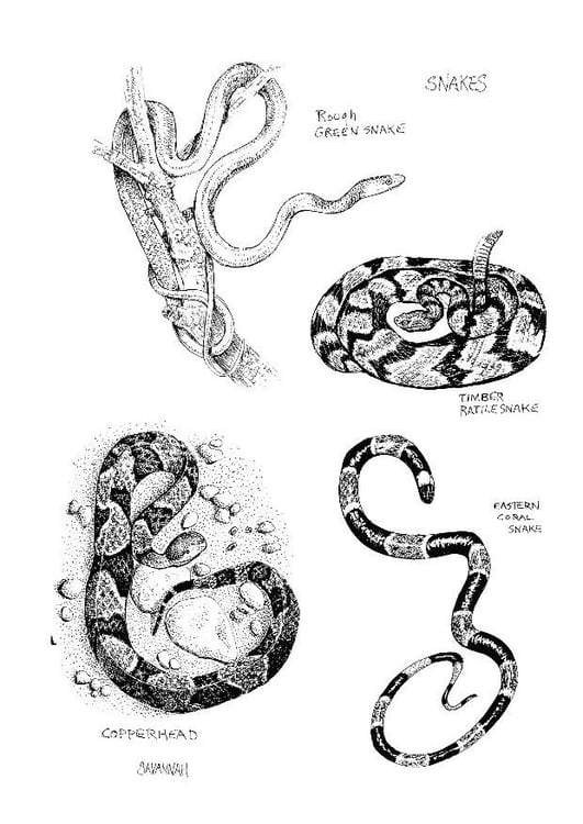 Malvorlage  Schlangen