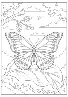 Schmetterling auf einem Blatt
