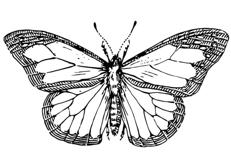 Malvorlage  Schmetterling