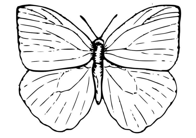 Malvorlage  Schmetterling