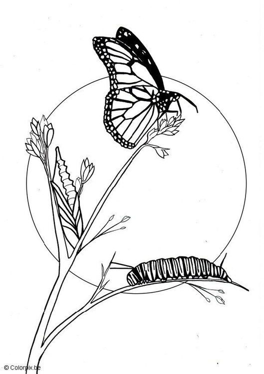 Malvorlage  Schmetterling