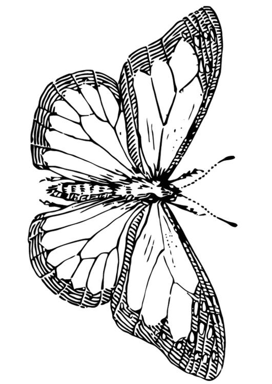 Schmetterling