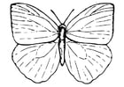 Malvorlagen Schmetterling