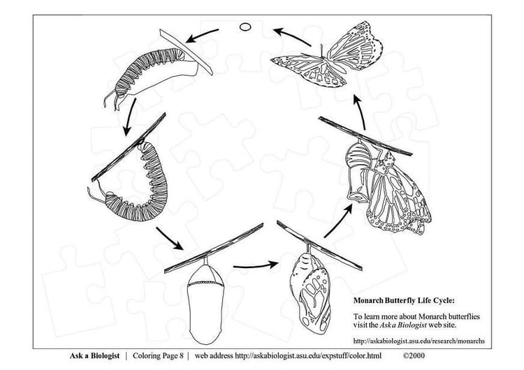 Malvorlage  Schmetterlingszyklus