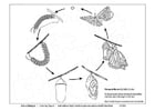 Malvorlagen Schmetterlingszyklus