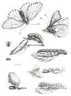 Malvorlage  Schmetterlinszyklus