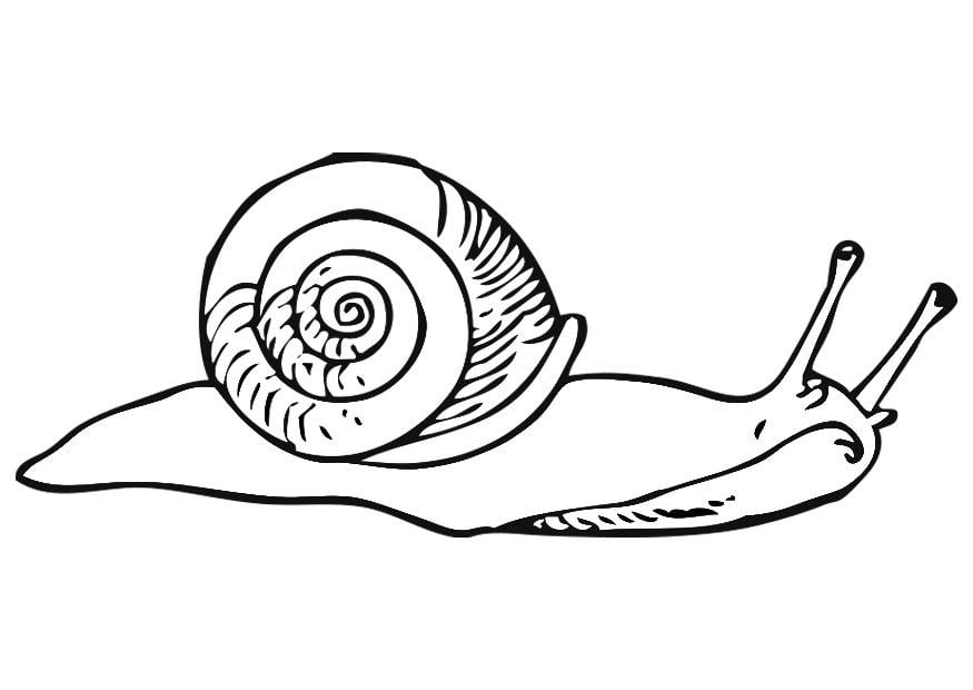 Malvorlage Schnecke - Kostenlose Ausmalbilder Zum Ausdrucken - Bild 19180.