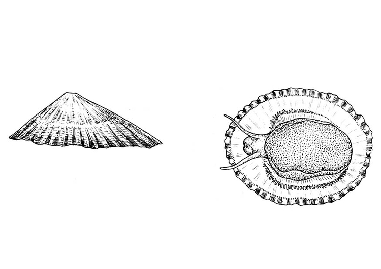 Malvorlage  Schnecke - Napfschnecke