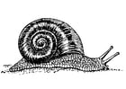 Malvorlage  Schnecke