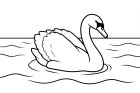 Schwan im Wasser