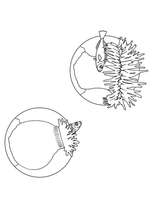 Seeanemone fÃ¤ngt Fisch