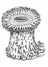 malvorlage Seeannemone