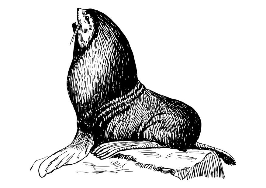 Malvorlage  Seehund
