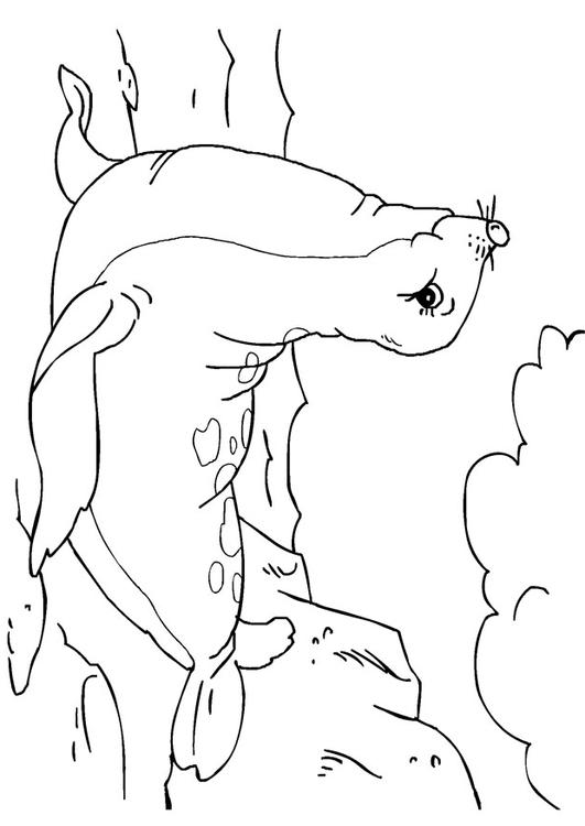 Seehund