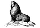 Malvorlagen Seehund