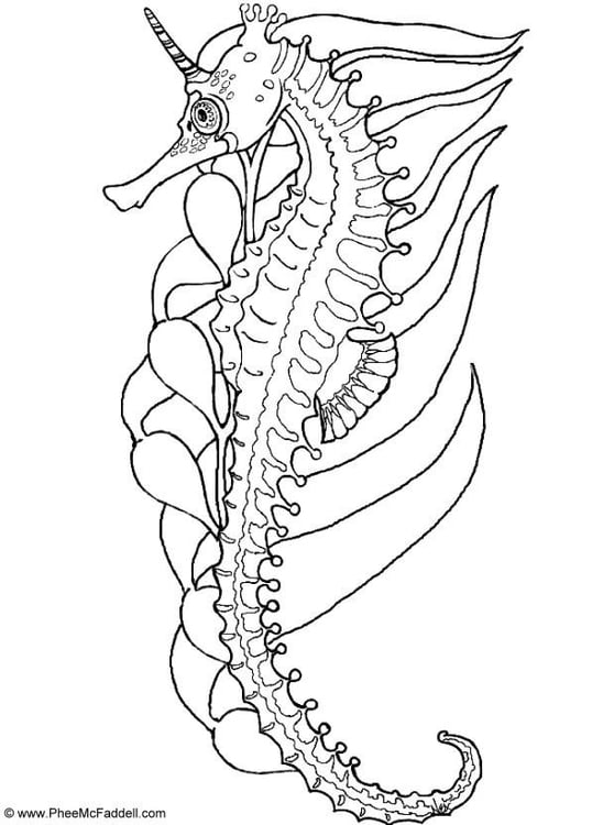 Malvorlage  Seepferdchen