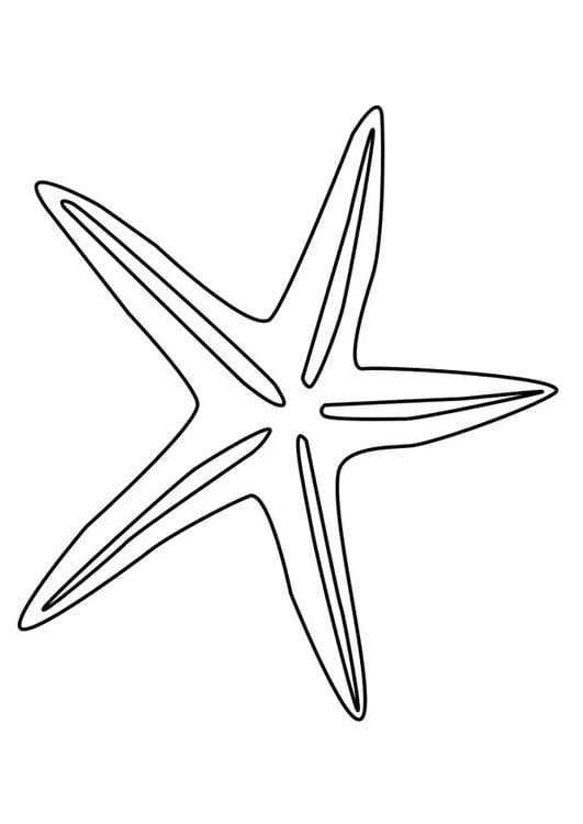 Seestern