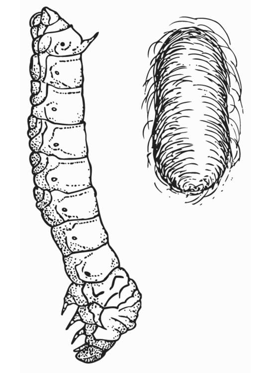 Seidenraupe mit Kokon