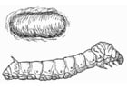 Malvorlagen Seidenraupe mit Kokon