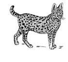 Malvorlagen Serval