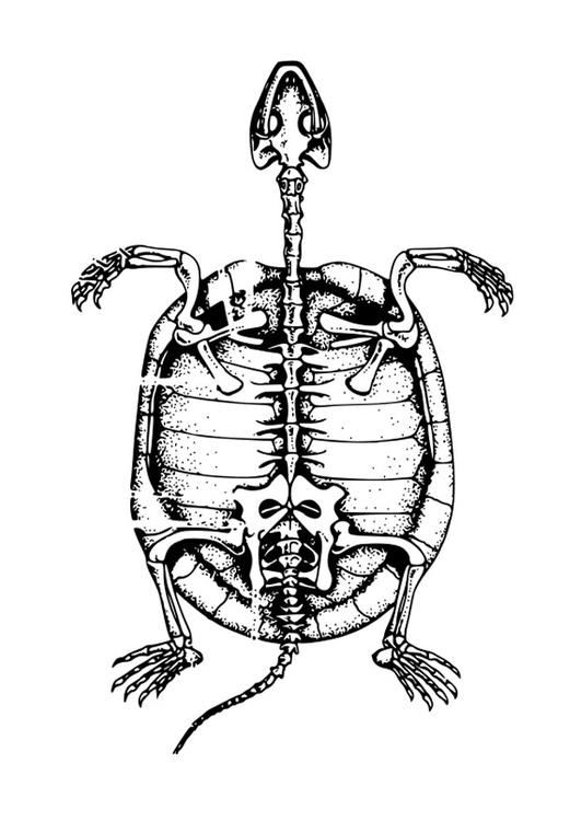 Skelet einer SchildkrÃ¶te