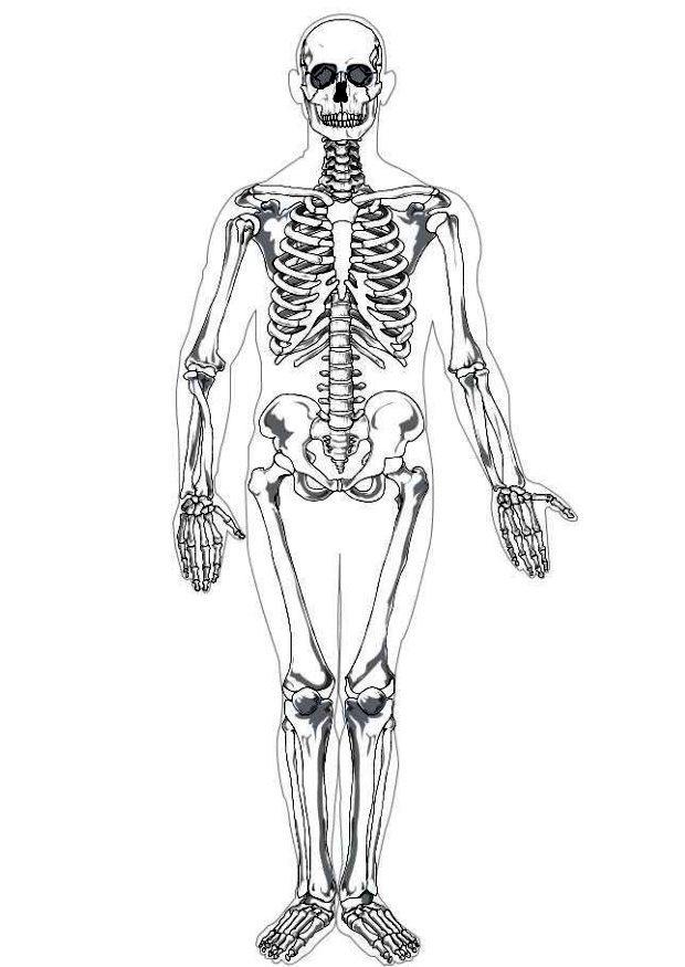 Malvorlage  skelett