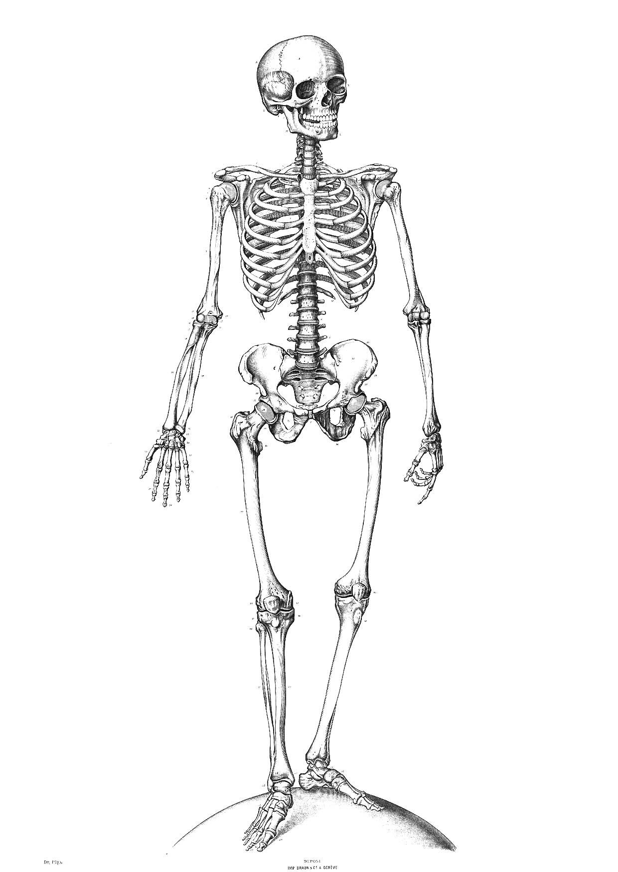 Malvorlage Skelett - Kostenlose Ausmalbilder Zum Ausdrucken - Bild 9340.