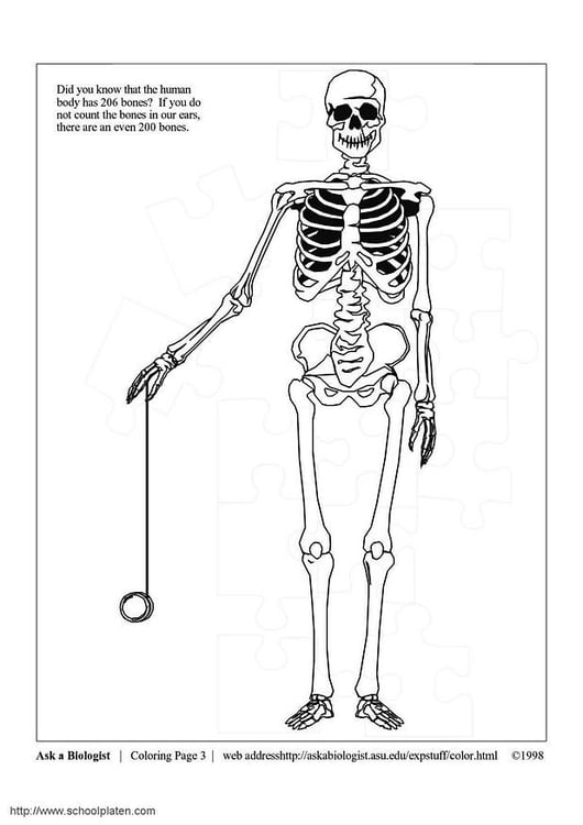 malvorlage skelett  ausmalbild 3631