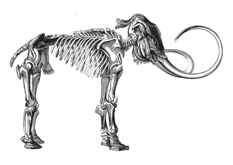 Malvorlage  Skelett-Mammut