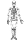 Malvorlage  skelett