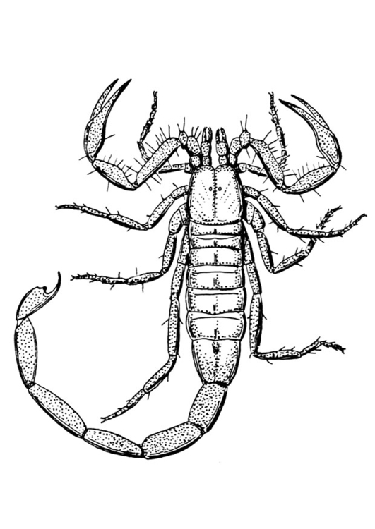Malvorlage  Skorpion