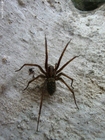 Foto spinne
