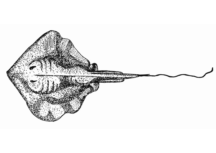 Malvorlage  Stachelrochen