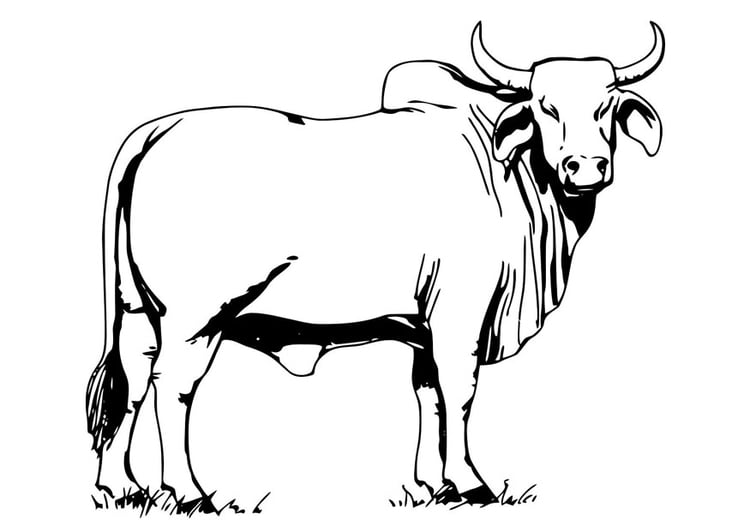 Malvorlage  Stier - Bahman