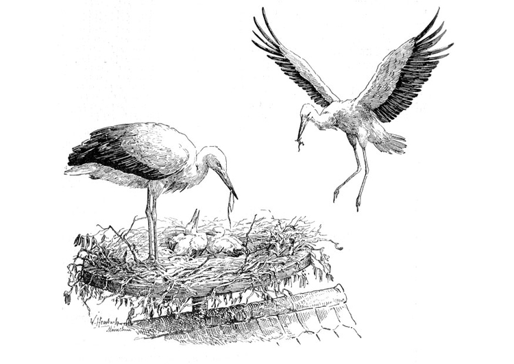 Malvorlage  Storch auf dem Nest