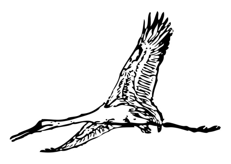 Malvorlage  Storch