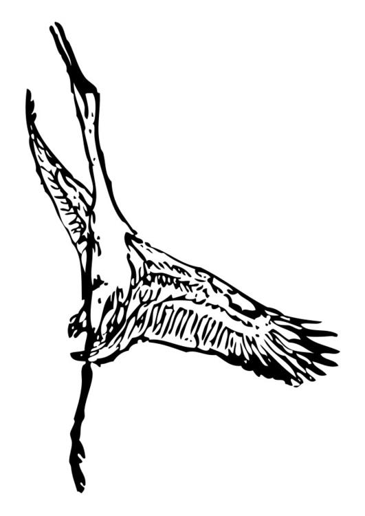 Storch