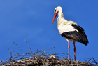 Foto storch